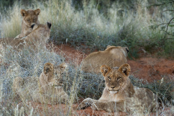Lion (Panthera leo) cubs. Northern Cape. South Africa.