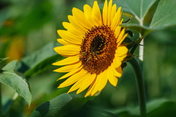 Sunflowers,flower,backgrounds.