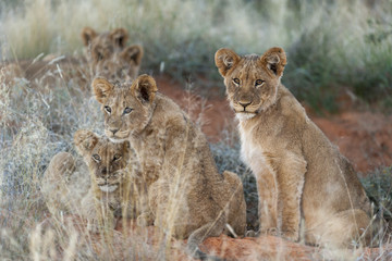 Lion (Panthera leo) cubs. Northern Cape. South Africa.
