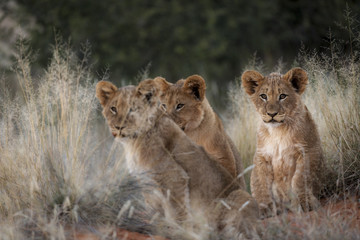 Lion (Panthera leo) cubs. Northern Cape. South Africa.