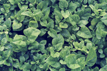 Spring green leaves wall background