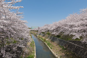 山崎川の桜