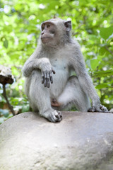 Monkey Forest, Ubud ,Bali, Indonesia