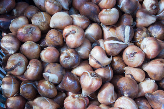 nespole frutto asiatico