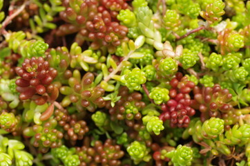Sedum (Stone crop )