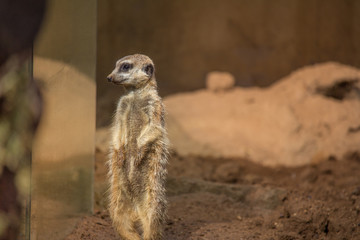 Fototapeta premium Meerkat Standing Looking through Glass at Visitors Horizontal with Copy Space