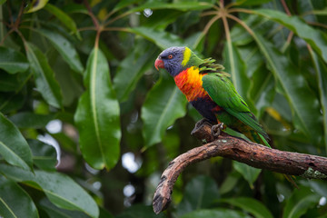 Rainbow Lorikeet Against Green Leaves Horizontal with Copy Space