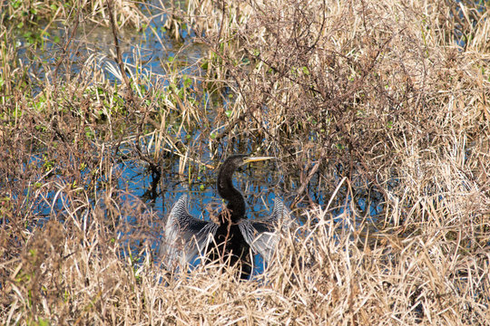 Anhinga