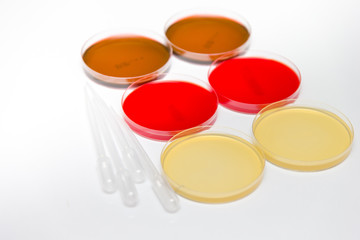 Petri Dish
