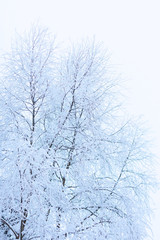 Fototapeta na wymiar Trees with snow