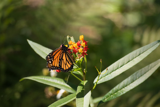 Butterfly on Garden Flower