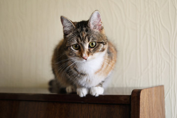 A little kitten climbed into the closet.
