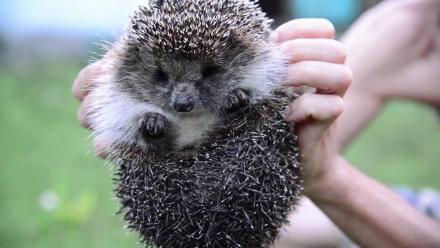 man holding a hedgehog on hands