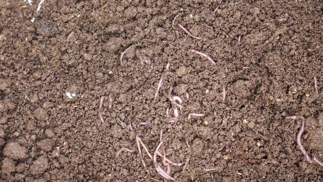 Red earth worm living in soil and generating worm compost
