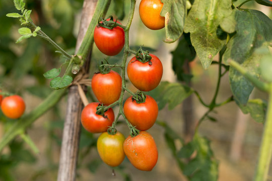ripe tomatoes in green house