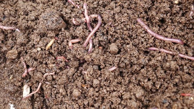 Red earth worm living in soil and generating worm compost
