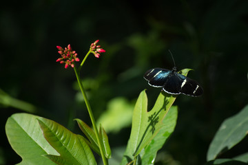 butterfly, butterflies, insect, flowers, plants, trees, nature