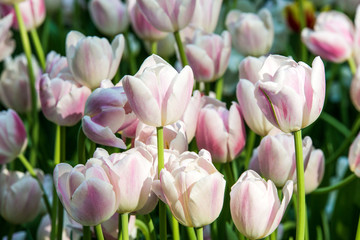 Beautiful tulip flowers in the park