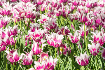 Beautiful tulip flowers in the park