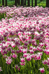 Beautiful tulip flowers in the park