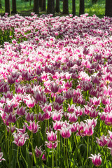 Fototapeta premium Beautiful tulip flowers in the park