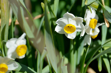 Obraz premium スイセンの花