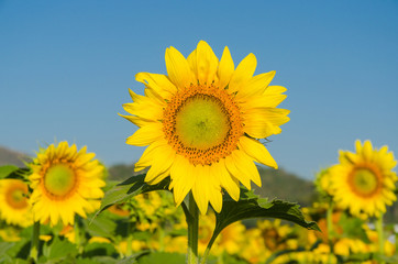 Close up sunflowers and blue sky in the morning