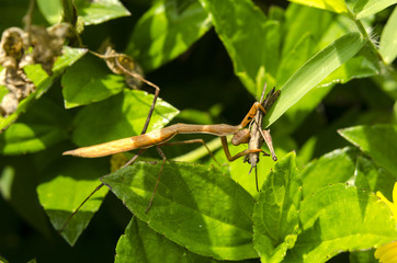 mantis eat