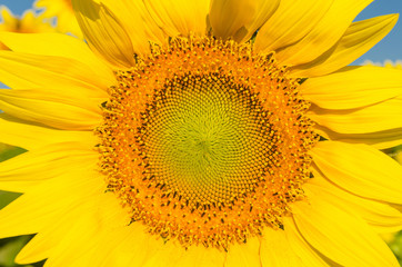 Close up macro sunflowers and blue sky in the morning