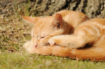 red cat lying on meadow and sleep