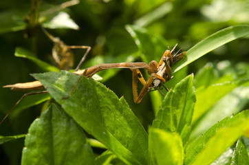 mantis eat
