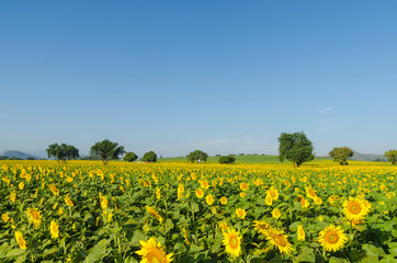 Sunflower field and blue sky in the morning