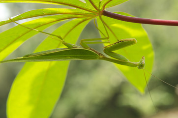 mantis behind leave