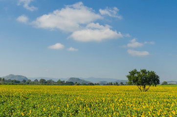 Obraz premium Sunflower field and blue sky in the morning