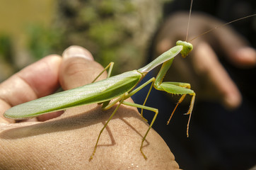mantis in hand