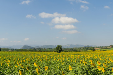 Fototapeta premium Sunflower field and blue sky in the morning