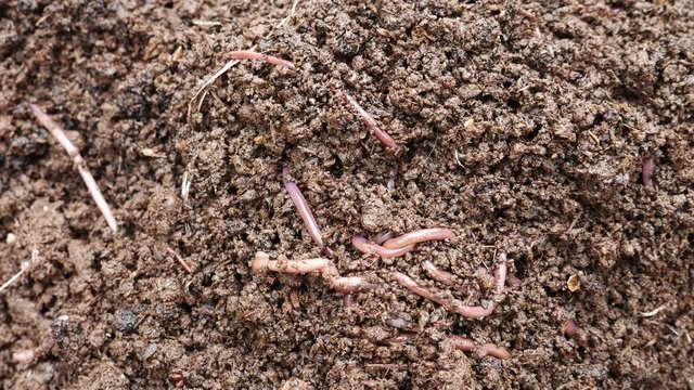 Red earth worm living in soil and generating worm compost
