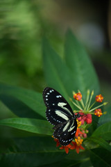 butterfly, butterflies, insect, flowers, plants, trees, nature