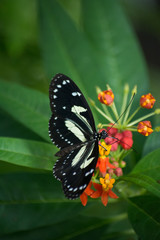 butterfly, butterflies, insect, flowers, plants, trees, nature