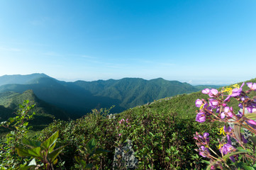 beautiful view on top mountain with pink flower in forest. subject is blurred and low key