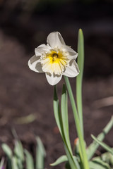 white narcissus in spring
