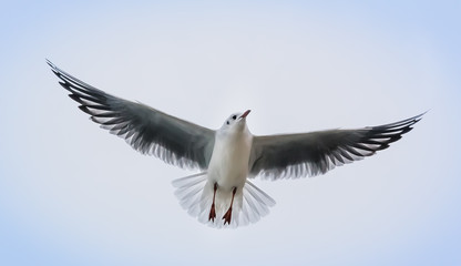 sea bird flying in a cloudy sky.