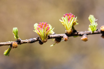 larch branch closeup