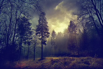 Obraz na płótnie Canvas Magic dark forest. Autumn forest scenery with rays of warm light. Mistic forest. Beskid Mountains. Poland
