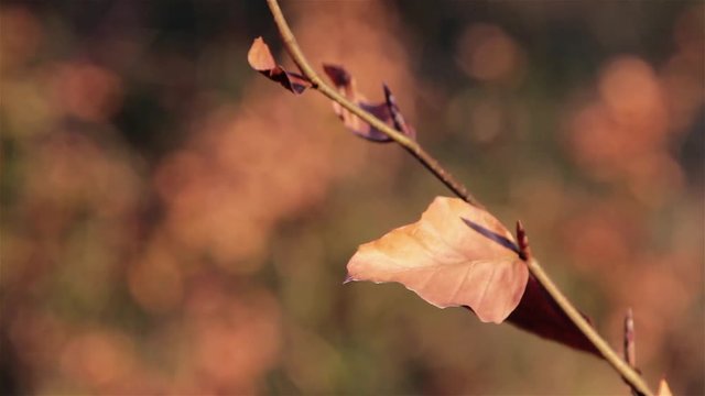 Autumn Leaf Shallow Depth of Field in Beautiful Sun Light Forest Scene