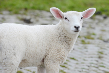Naklejka na ściany i meble lamb standing on pasture
