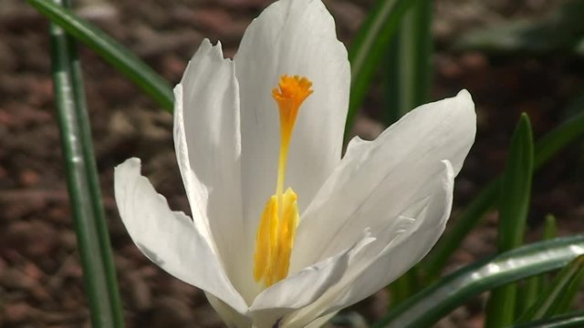Eine wei&szlig;e Krokusbl&uuml;te mit gelbem Bl&uuml;tenstempel bewegt sich im Wind (Gro&szlig;aufnahme)
