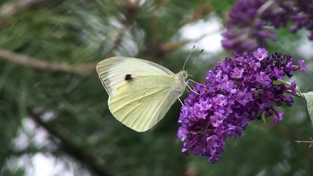 Ein gro&szlig;er Kohlwei&szlig;ling auf violetten Fliederbl&uuml;ten (Nahaufnahme)