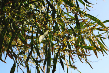 Mimosa flowers