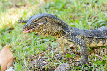 Varanus salvator eating frog in the park.